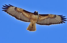 _ROY9739_00001.jpg