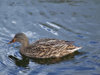 Duck On The Wyrley & Essington Canal.jpg