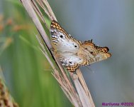 DSC_0129_001.JPG