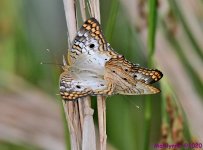 DSC_0131_001.JPG