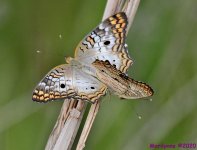 DSC_0136_001.JPG