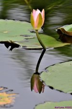 DSC_0157_001.JPG