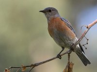 Bluebird3.jpg