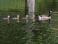 Geese3.jpg