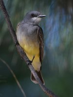 Kingbird.jpg