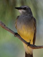 Kingbird6.jpg