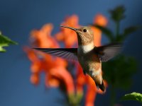 Hummer4.jpg