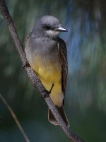 Kingbird2.jpg