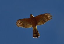 _ROY9933_00001.jpg