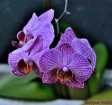 DSC_5337_001.JPG