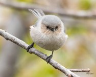 Bushtit-552.jpg
