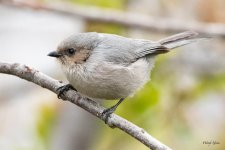 Bushtit-550.jpg