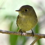 Flycatcher4.jpg