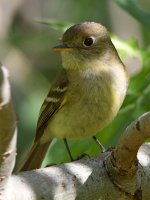Flycatcher6.jpg