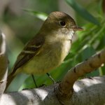 Flycatcher8.jpg
