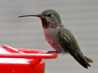 Hummer2.jpg