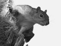 SquirrelBW.jpg