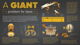 Asian-hornet-infographic-high-scaled.jpg