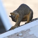 Squirrel7.jpg