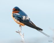 BarnSwallow-500.jpg