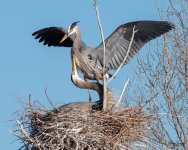 GBHNest-556.jpg