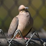 Dove.jpg