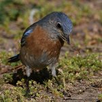 Bluebird4.jpg