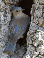 Bluebird15.jpg
