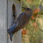 Bluebird18.jpg