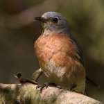 Bluebird22.jpg