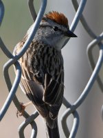 ChippingSparrow.jpg