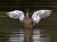 Mallard.jpg