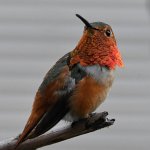 Hummer3.jpg