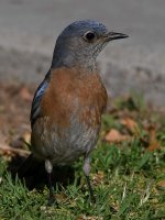 Bluebird7.jpg
