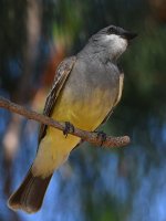 CassinsKingbird6.jpg