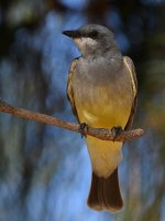 CassinsKingbird7.jpg