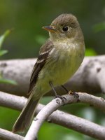 Flycatcher.jpg