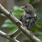 UnknownBird2.jpg
