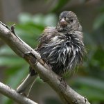 UnknownBird3.jpg