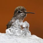 Hummer6.jpg