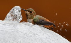 Hummer18.jpg