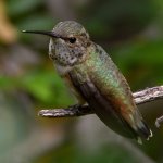 Hummer29.jpg
