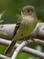 Flycatcher2.jpg