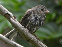 UnknownBird5.jpg