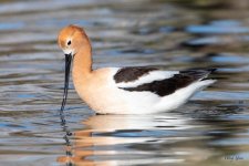 Avocet-511.jpg