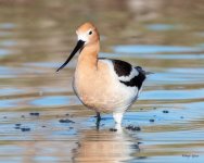 Avocet-512.jpg