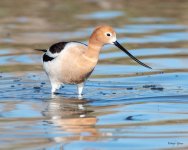 Avocet-513.jpg