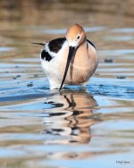 Avocet-514.jpg