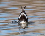 Avocet-515.jpg