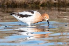Avocet-516.jpg